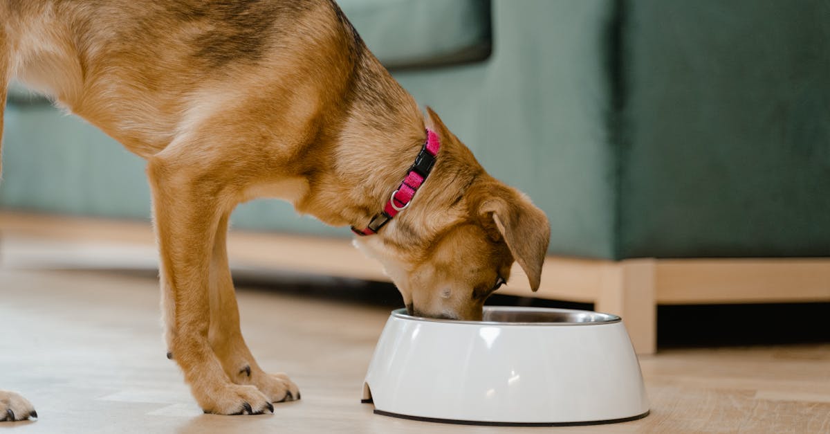 entdecken sie die besten ernährungsrichtlinien für haustiere. erfahren sie, wie sie eine ausgewogene ernährung für hunde und katzen sicherstellen können, um ihre gesundheit und ihr wohlbefinden zu fördern.