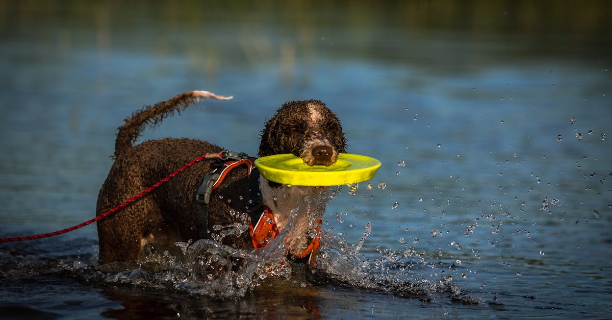 entdecken sie eine vielfältige auswahl an haustierbedarf für ihre geliebten tiere! von hochwertigem futter über spielzeug bis hin zu pflegeprodukten finden sie alles, was ihr haustier glücklich und gesund macht.