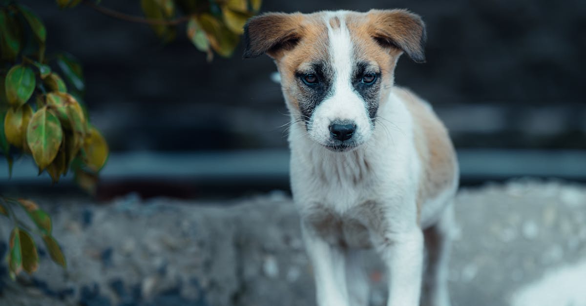 erfahren sie, wie sie das verhalten und die emotionen ihres hundes besser verstehen können. tauchen sie ein in die welt der hundepsychologie und entdecken sie wertvolle tipps zur kommunikation mit ihrem vierbeinigen freund.