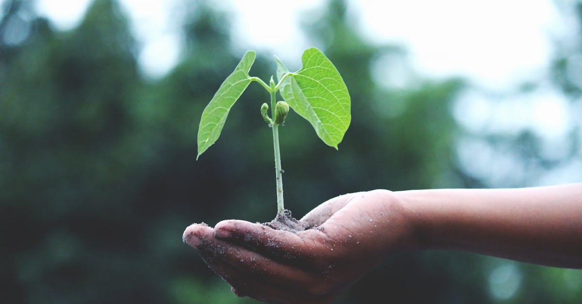 entdecken sie die welt des gärtnerns mit unseren tipps und tricks für einen blühenden garten. von der pflanzenauswahl bis zur pflege, alles, was sie wissen müssen, um ihre pflanzen gesund und schön zu halten.