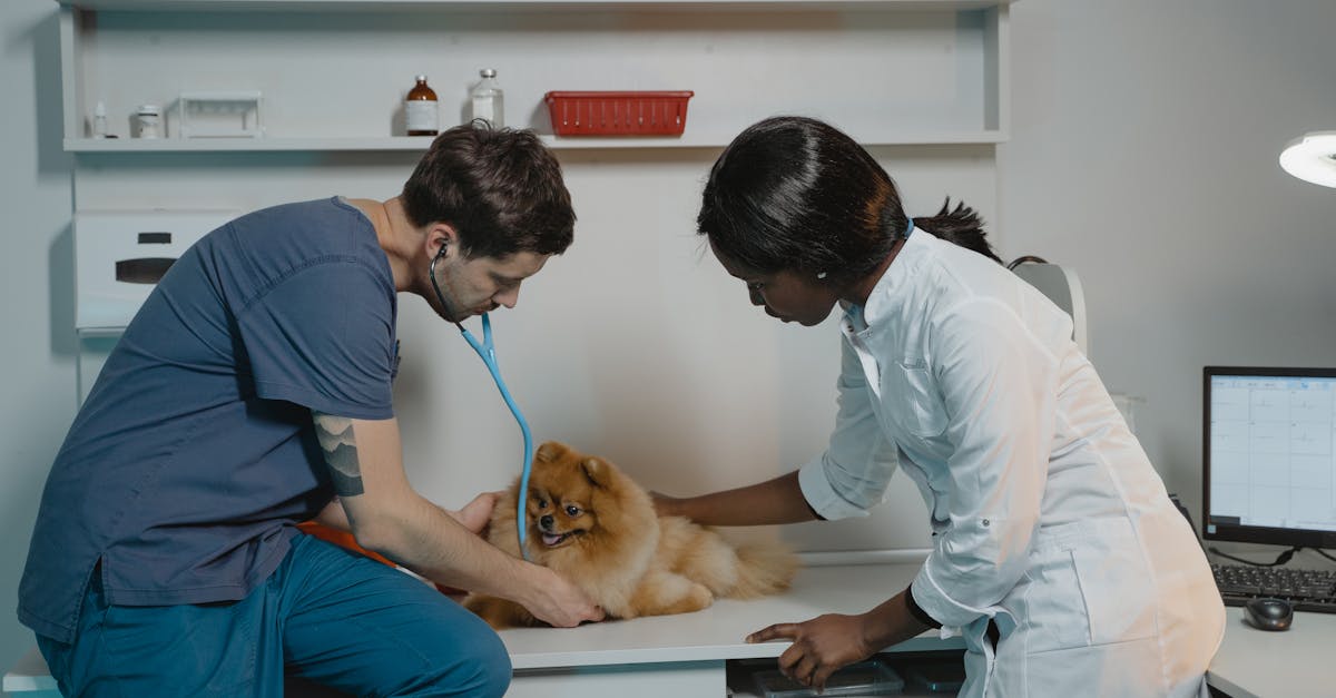 erfahren sie alles über die rolle des tierarztes, seine aufgaben, spezialisierungen und wie er ihnen und ihrem haustier helfen kann. vertrauen sie unserem expertenteam für die beste tierärztliche versorgung.