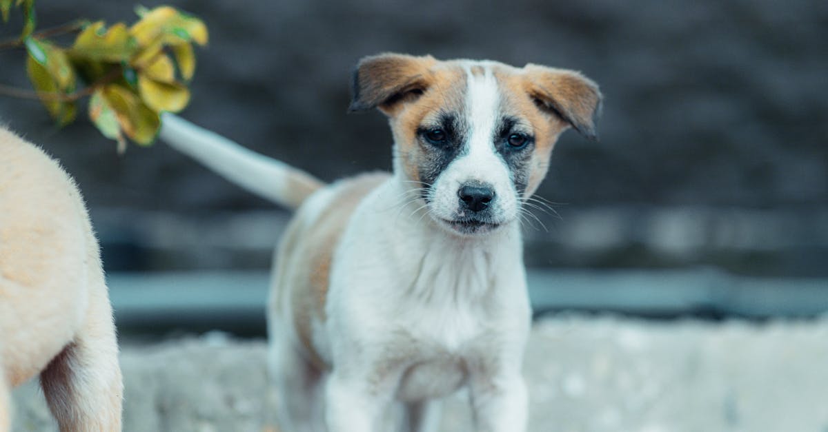 entdecken sie die faszinierende welt des hundeverstehens! erfahren sie, wie sie die körpersprache und die emotionen ihres hundes besser deuten können, um eine tiefere bindung zu ihrem vierbeinigen freund aufzubauen.