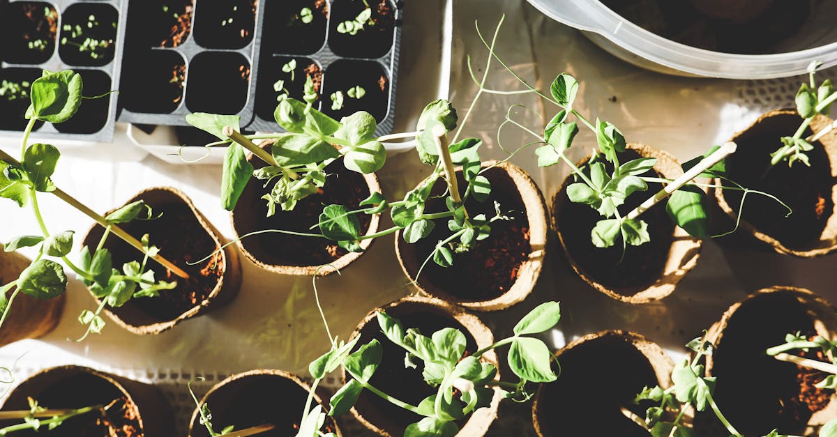 entdecken sie die besten tipps und tricks für das gärtnern. lassen sie sich von unseren anleitungen inspirieren, um ihren garten zu einem blühenden paradies zu verwandeln. perfekt für anfänger und erfahrene gärtner!