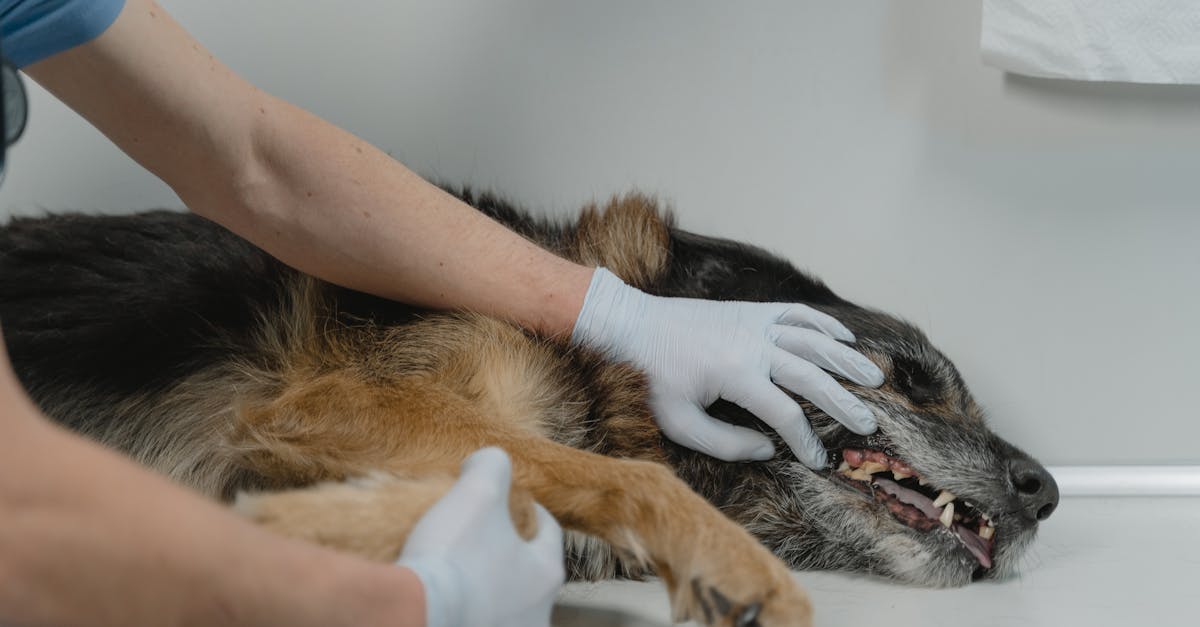 entdecken sie die besten tierärztlichen dienstleistungen für ihre haustiere. unser erfahrenes team bietet umfassende betreuung, präventive gesundheitsversorgung und spezialisierte behandlungen. vertrauen sie uns die gesundheit ihres tieres an!