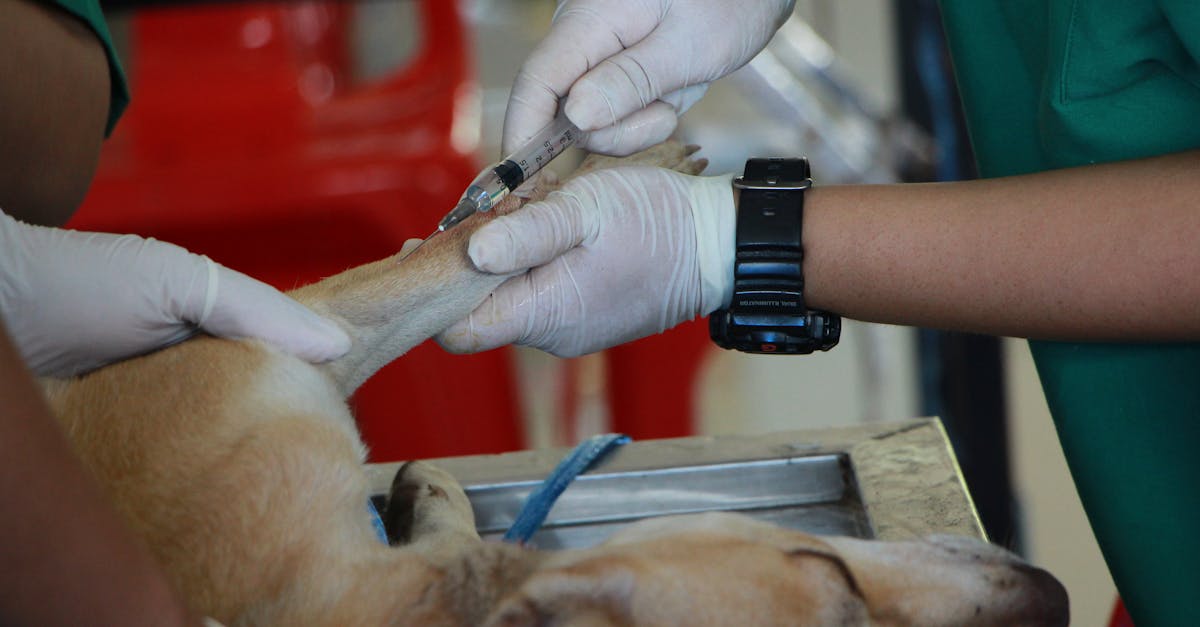 fachkundige und liebevolle tierärzte bieten umfassende gesundheitsdienstleistungen für ihre haustiere. vertrauen sie uns für die beste betreuung und behandlung ihrer tierischen freunde.