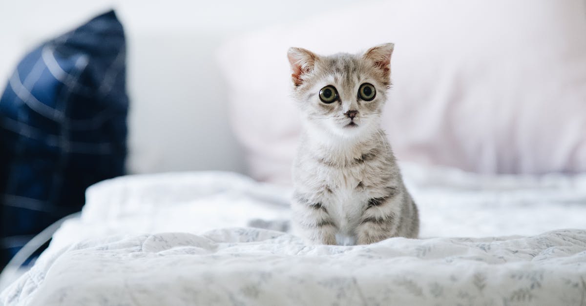 Die wichtigsten Fakten über Katzen
