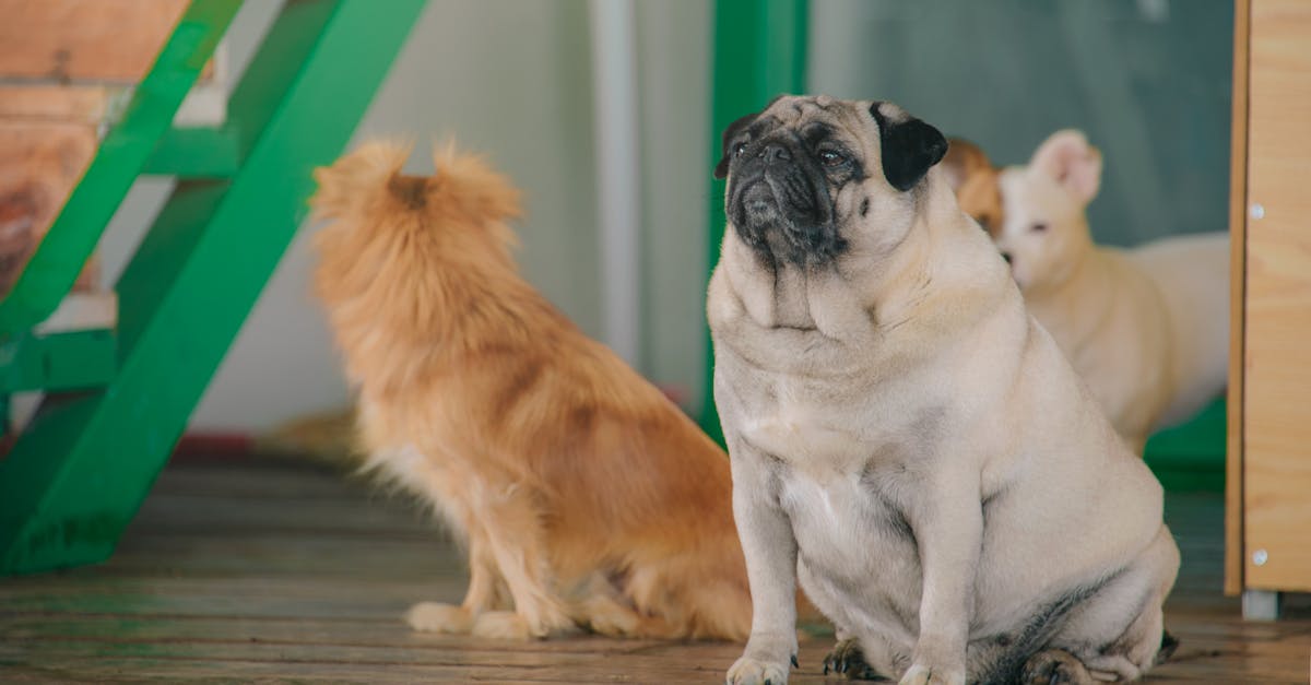 Hunde verstehen: Die wichtigsten Aspekte ihrer Haltung und Pflege