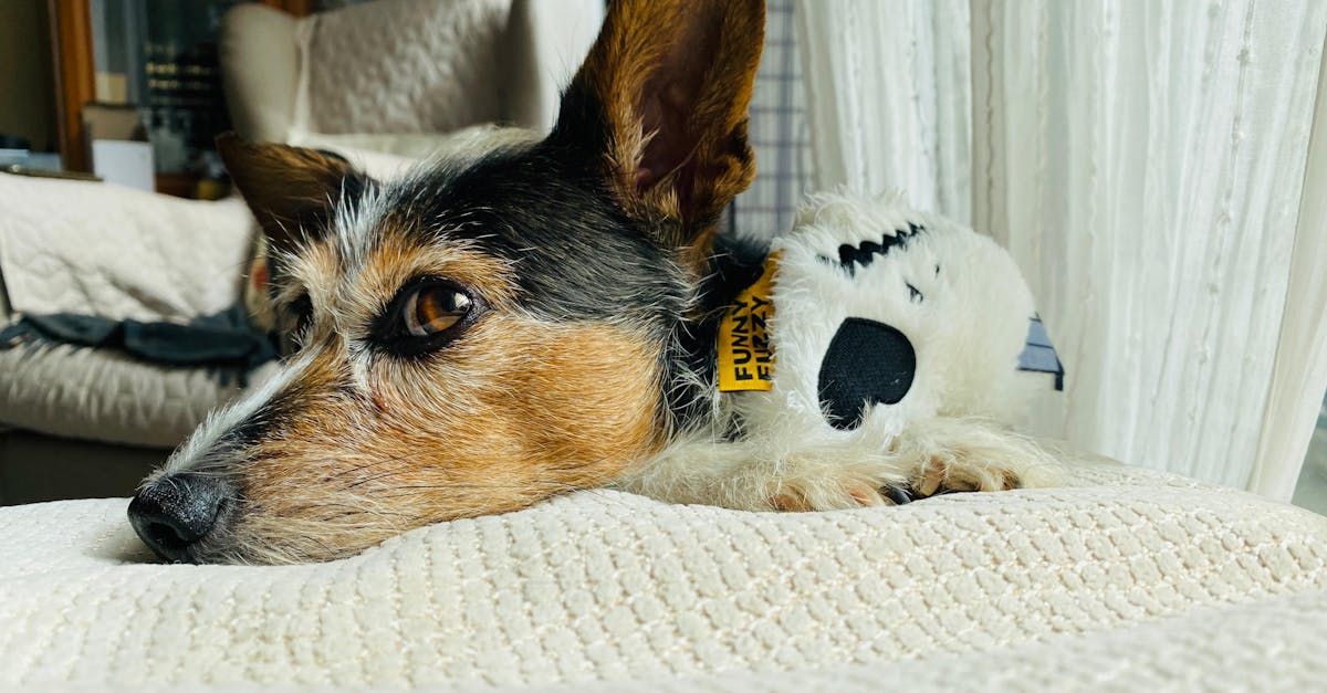 Hunde verstehen: Die besten Tipps für eine harmonische Beziehung
