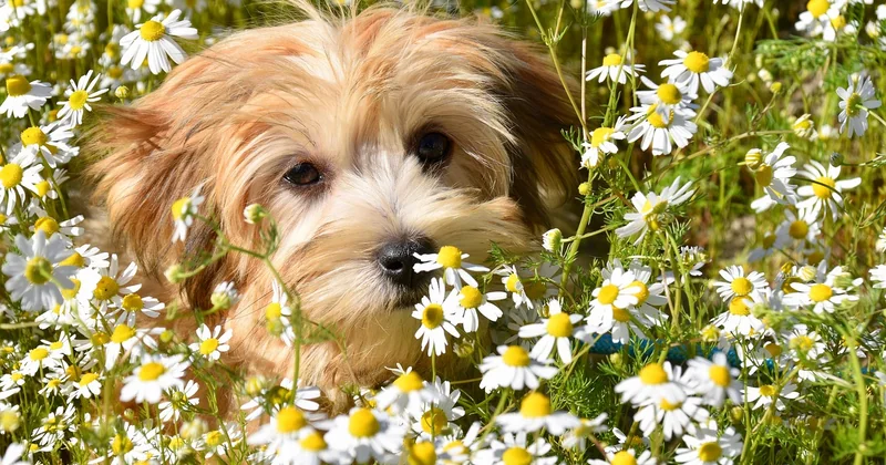 Bichon Frisé: Vor- und Nachteile ehrlich abgewogen