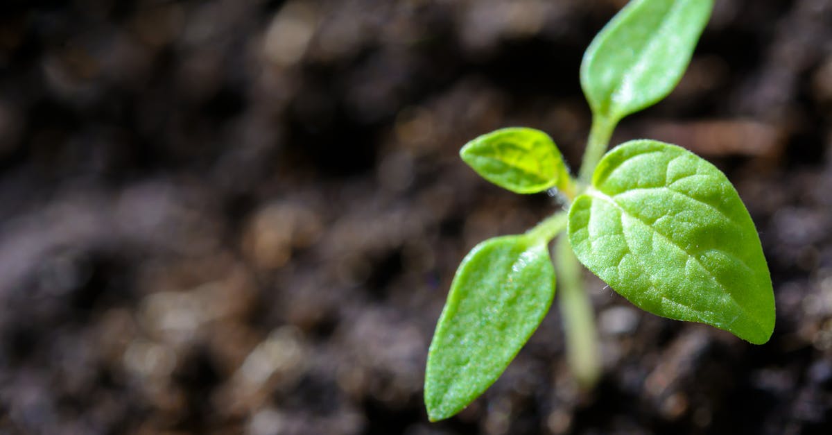 Gartenpflege für ein gesundes Pflanzenwachstum