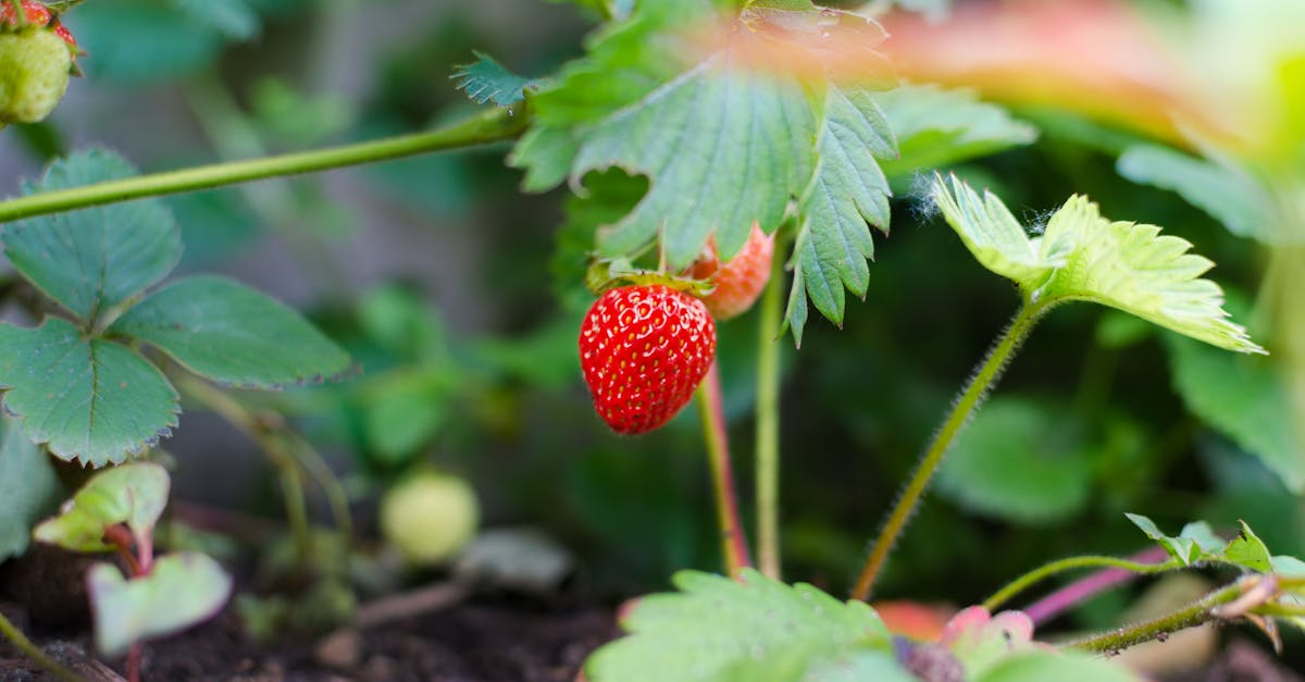 Gartenarbeit: Tipps für einen blühenden Garten