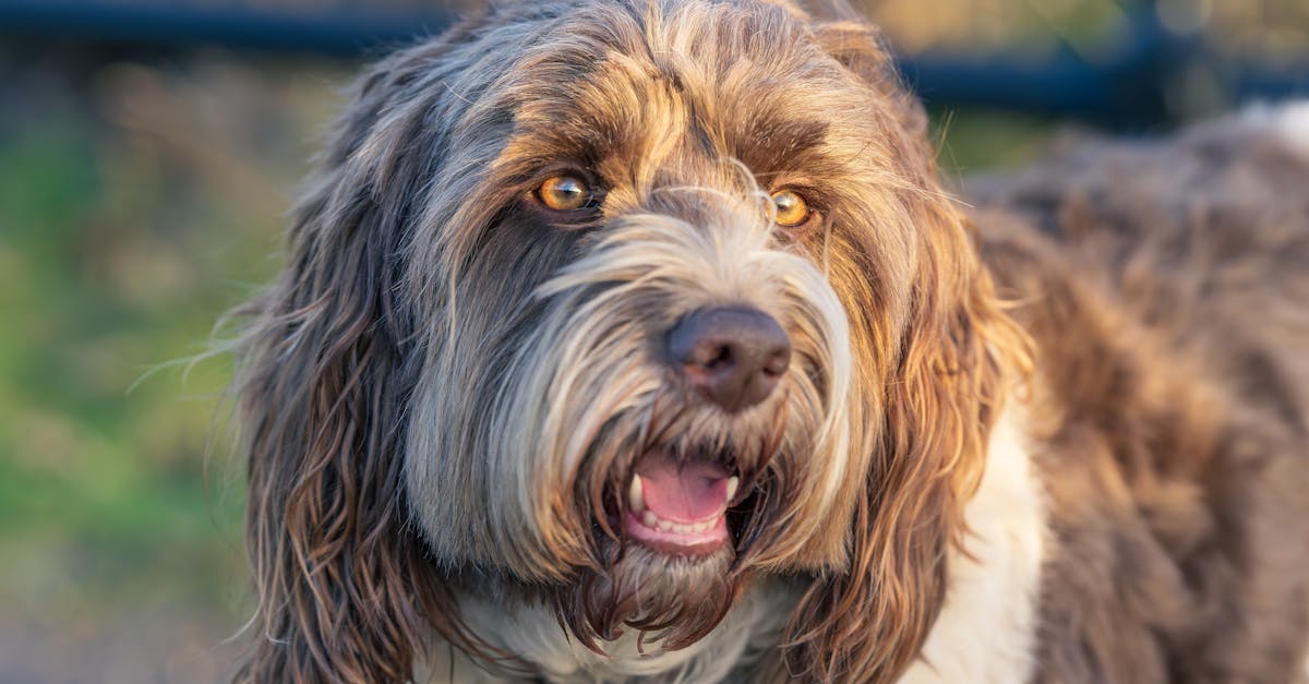 Haustierpflege: Tipps für die optimale Betreuung Ihrer Tiere