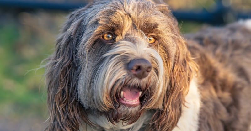 Haustierpflege: Tipps für die optimale Betreuung Ihrer Tiere