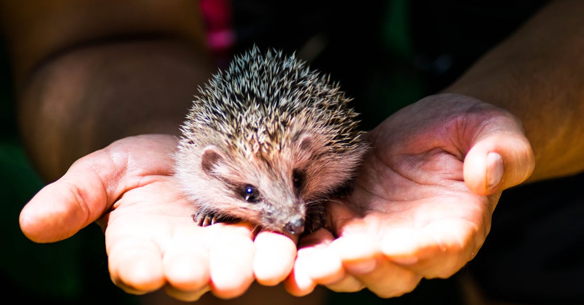 Was macht ein tierarzt? Einblick in den beruf und seine aufgaben