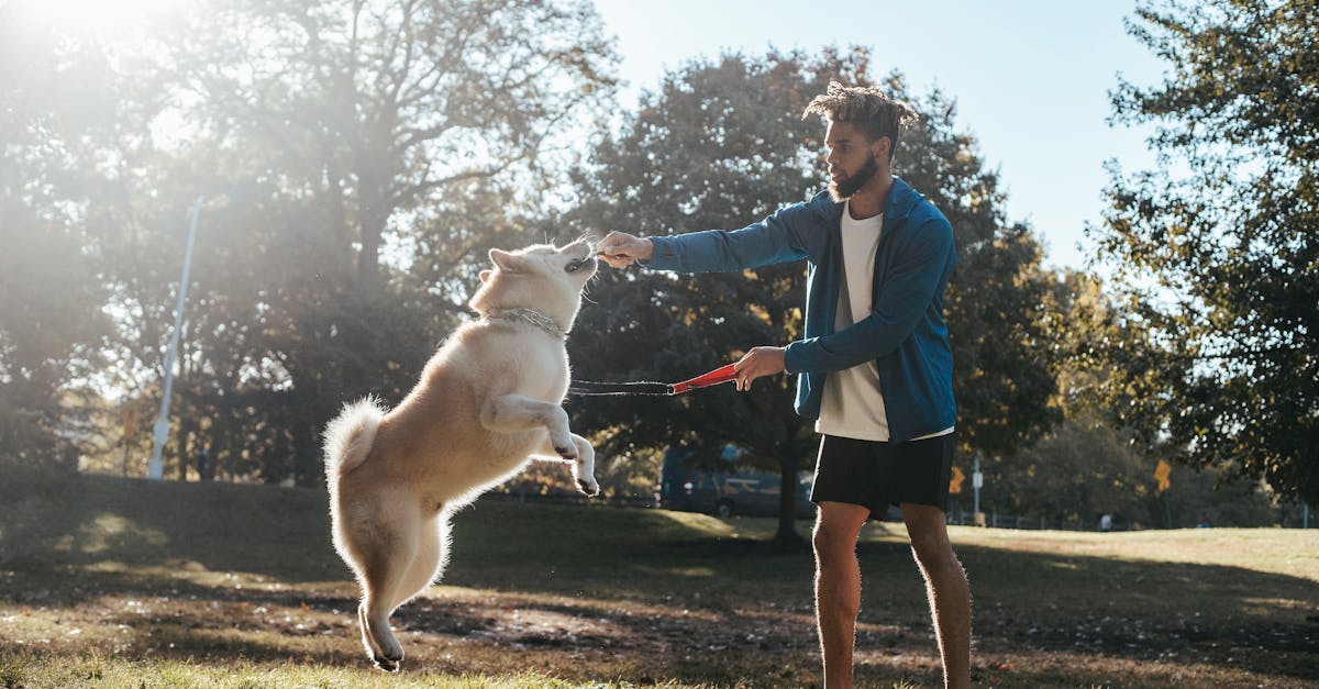Hundeerziehung: grundlegende Prinzipien für einen erfolgreichen Umgang mit Ihrem Hund