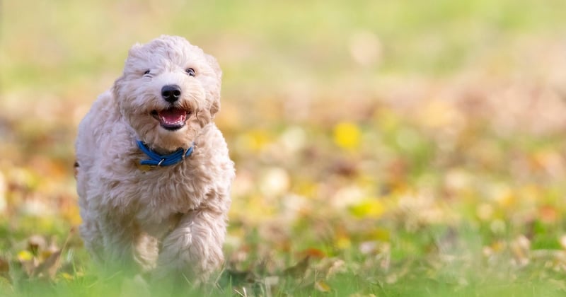 Bichon Frise: Der fröhliche Wirbelwind – Pflege, Charakter & Haltung