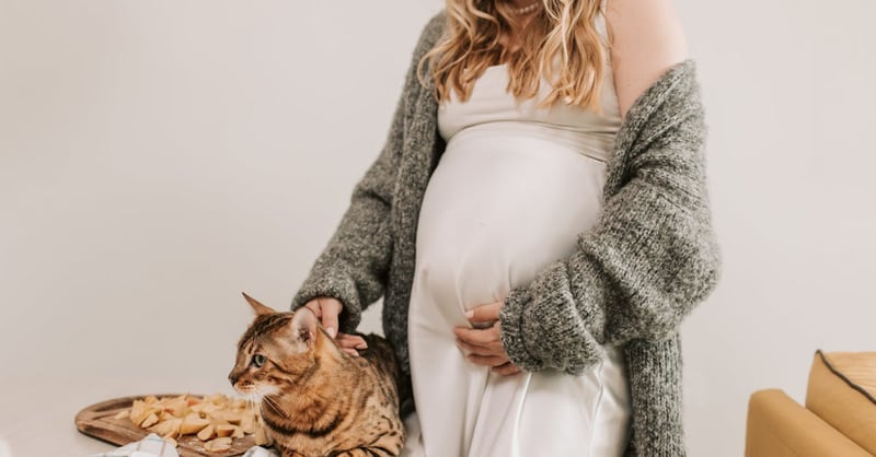 Katzenpflege: Tipps für ein glückliches und gesundes Leben