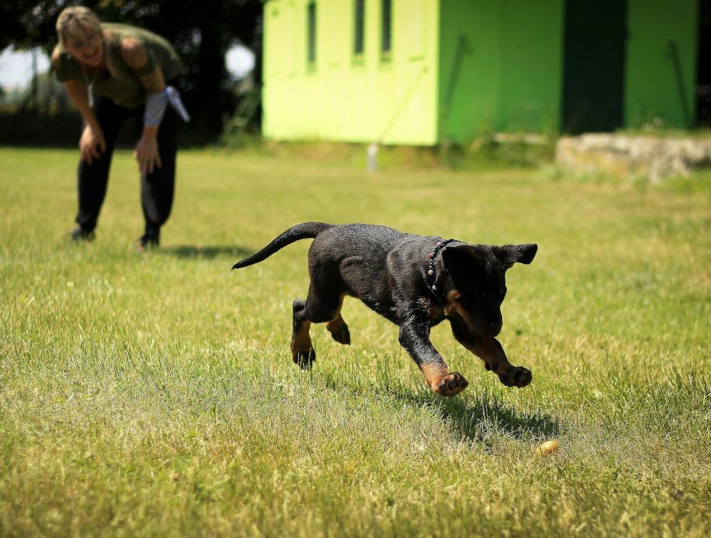 Ein junger Hund spielt auf einer Wiese mit einem Menschen in der Nähe fröhlich Apportieren.