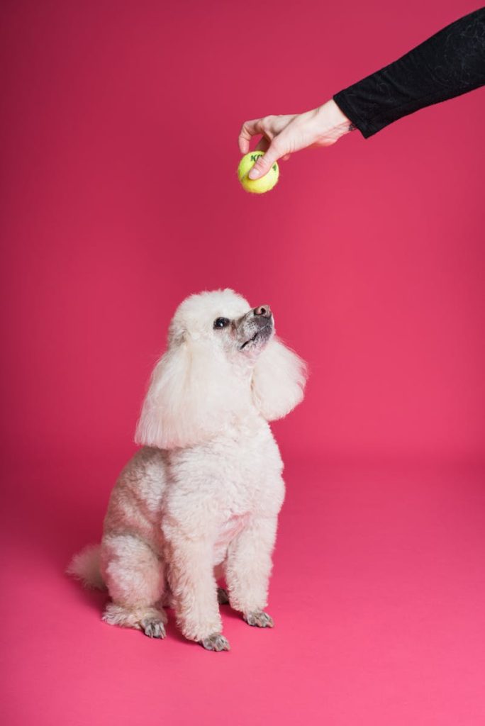 Weißer Pudel starrt auf einen Tennisball, den er vor einem leuchtend rosa Hintergrund in die Höhe hält.